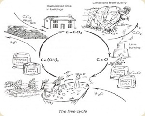 Lime Cycle